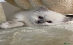 Ragdoll cats for sale: 2 rag doll boys - Image 4