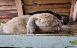 French Lop rabbits for sale: Giant French lops  - Image 3