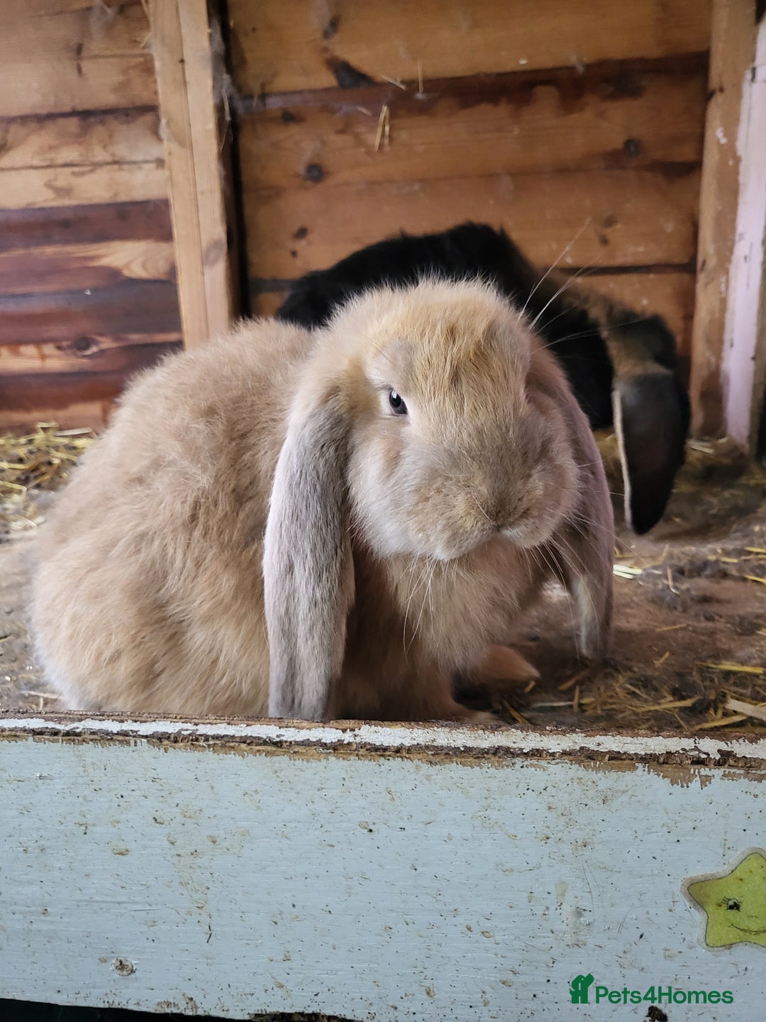 French Lop rabbits for sale: Giant French lops  - Image 3