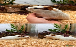 Guinea Pig rodents for sale: ✨Lots of Baby boy Guinea Pigs ✨🐹🩵 - Image 27