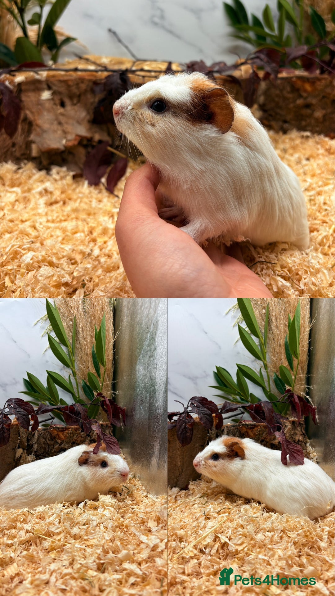 Guinea Pig rodents for sale: ✨Lots of Baby boy Guinea Pigs ✨🐹🩵 - Image 27