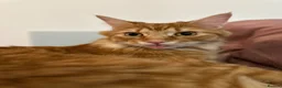 Maine Coon cats for sale: Maine Coon for re-homing. male ginger Maine coon - Advert 7
