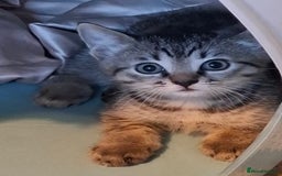 Bengal cats for sale: Bengal Cross Kittens - Image 2