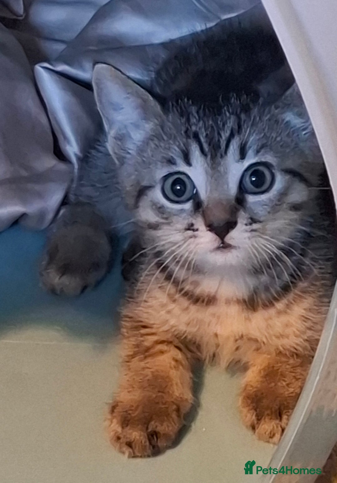 Bengal cats for sale: Bengal Cross Kittens - Image 2