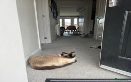 Ragdoll cats for sale: Loving Home Needed for Our Dear Cat, Nina - Image 5