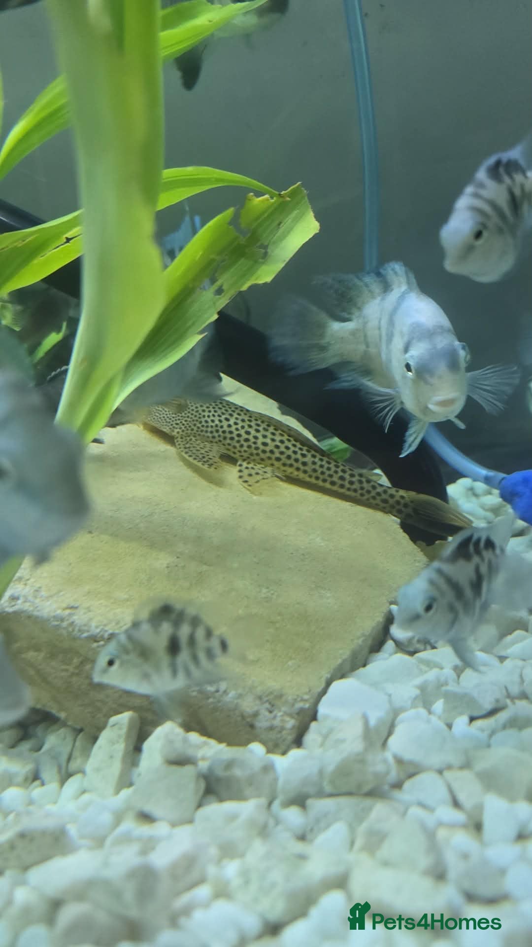 Cichlids fish Whole setup for sale  - Advert 7