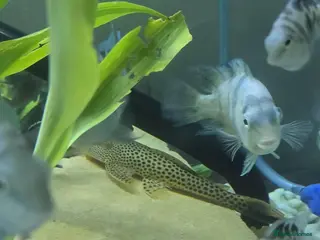 Cichlids fish Whole setup for sale - Advert 7