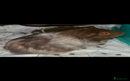 Guinea Pig rodents for sale: Guinea pig  - Image 1