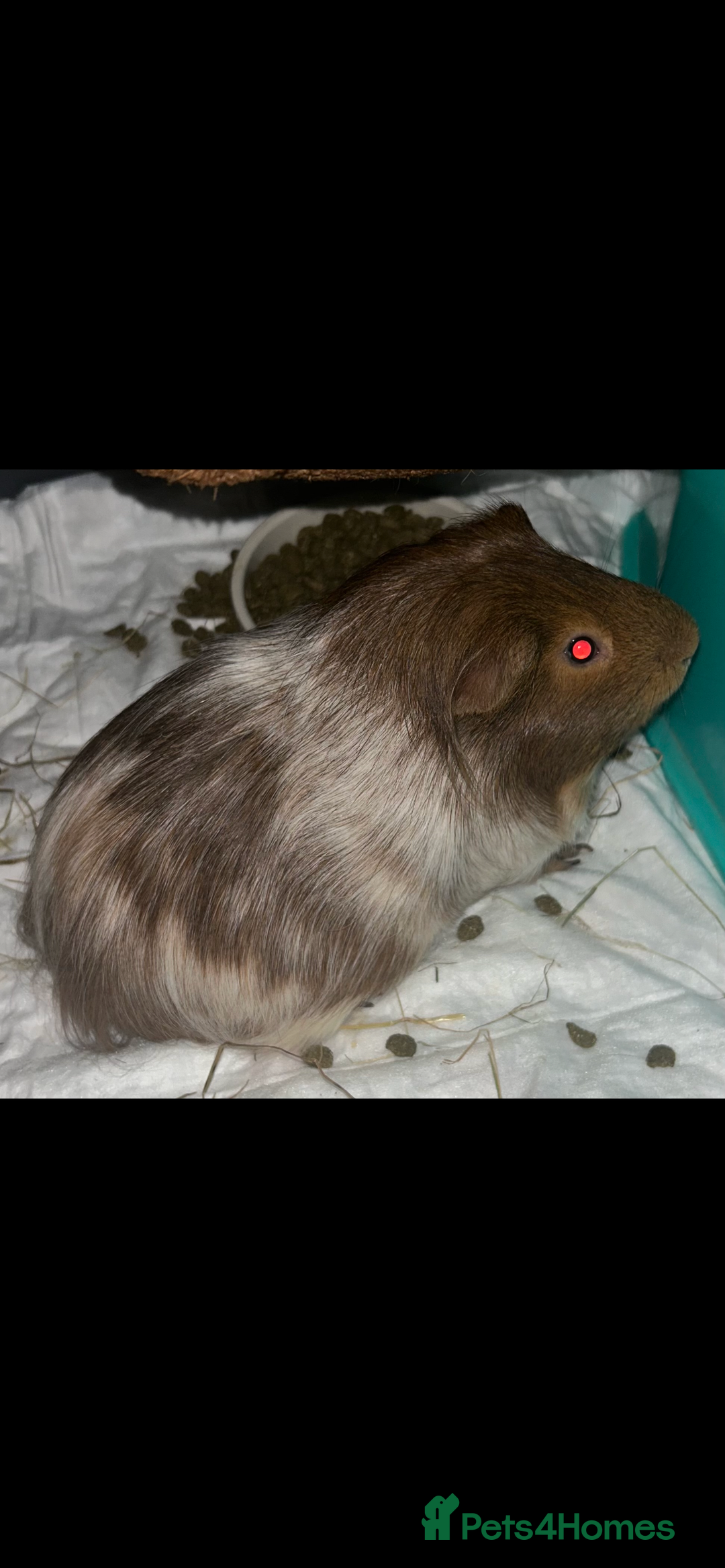 Guinea Pig rodents for sale: Guinea pig  - Image 1