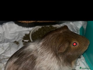 Guinea Pig rodents - Advert 2