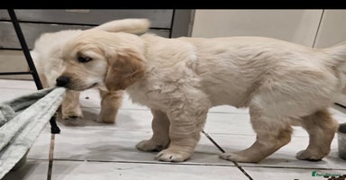 Golden Retriever dogs - Advert 8