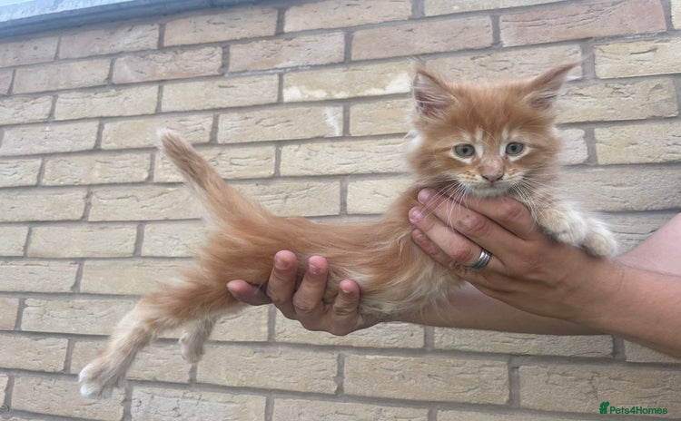 Maine Coon cats - Advert 2