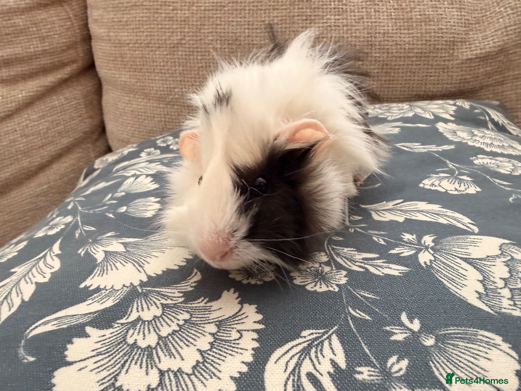 Guinea Pig rodents Funky Abby boar - Advert 2