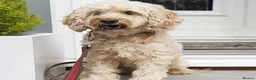 Cockapoo dogs for sale: Cockapoo in London - Advert 2