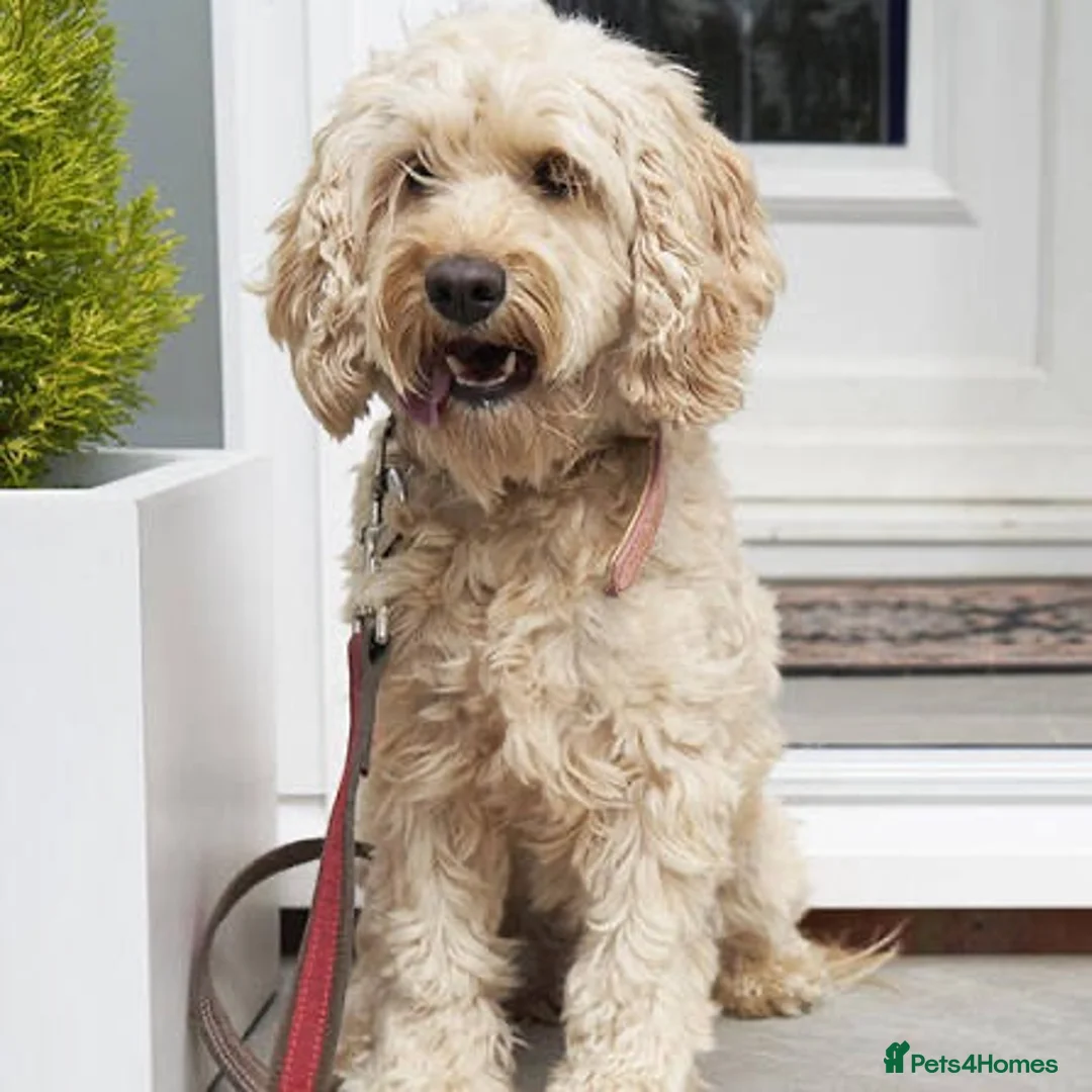 Cockapoo dogs for sale: Cockapoo in London - Advert 2