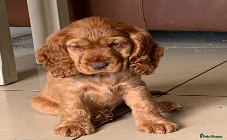 Cocker Spaniel dogs - Advert 5