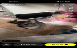 Chinchilla rodents for sale: boy chinchilla - Image 2