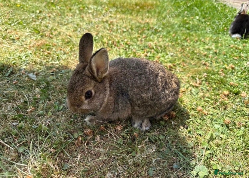 Netherland Dwarf rabbits Three cute baby bunnies for sale - Advert 3