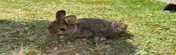Netherland Dwarf rabbits for sale: Three cute baby bunnies for sale - Advert 1