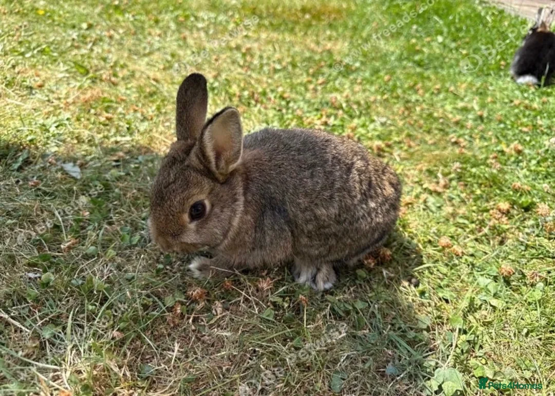 Netherland Dwarf rabbits for sale: Three cute baby bunnies for sale - Advert 1