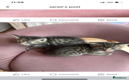 Savannah cats for sale: 2 beautiful Savannah kittens - Image 10