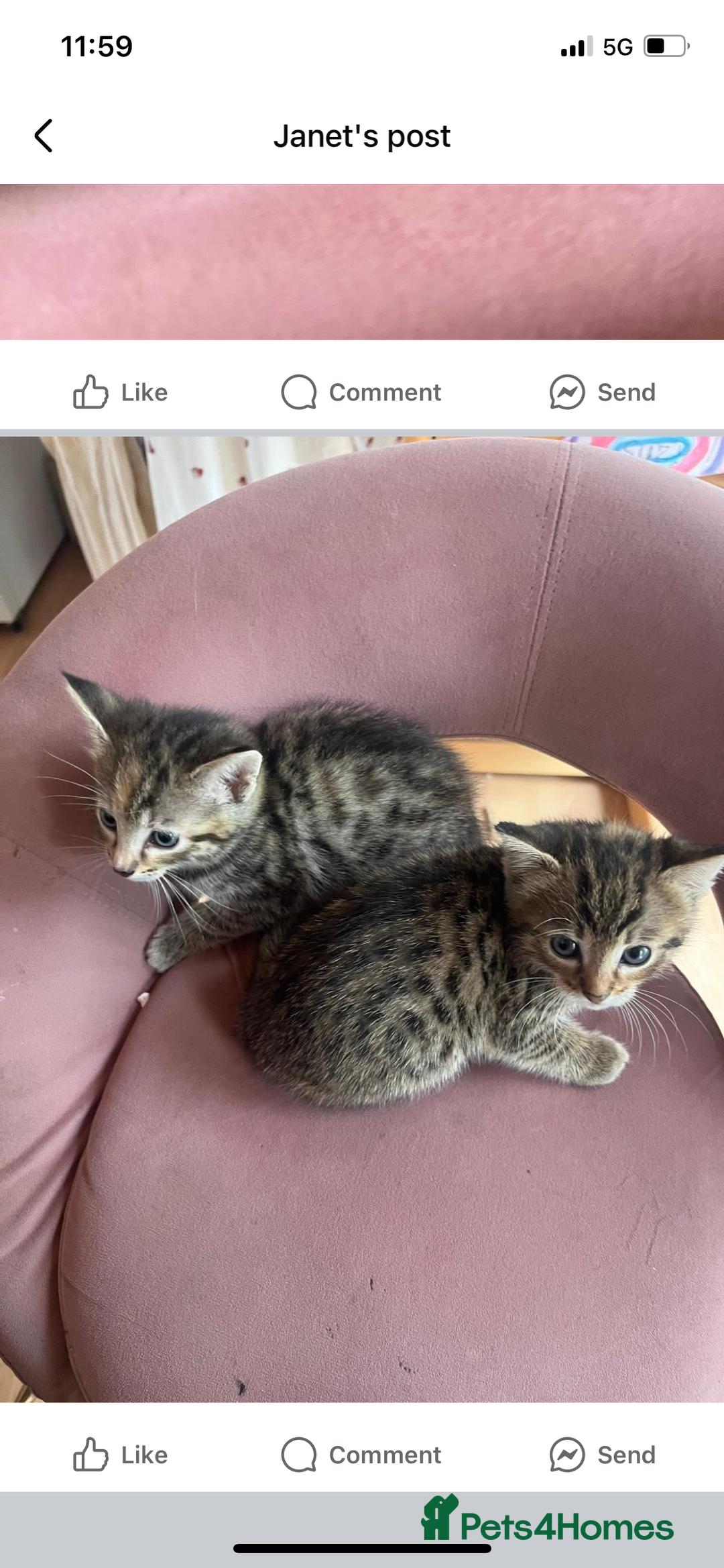 Savannah cats for sale: 2 beautiful Savannah kittens - Image 10