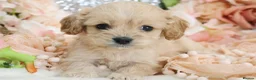 Cavapoo dogs for sale: *HEALTH TESTED*  F1 Cavapoos - Advert 1