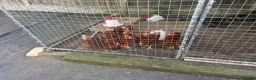 Chickens poultry for sale: 6 ISA Brown point of lay chickens  in Birmingham - Advert 4