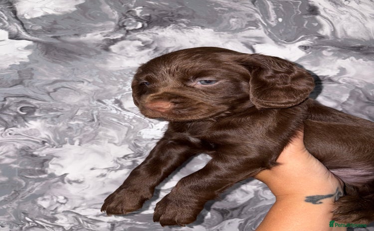 Cocker Spaniel dogs - Advert 9