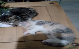 Mixed Breed cats for sale: Beautiful hand reared kittens  - Image 7