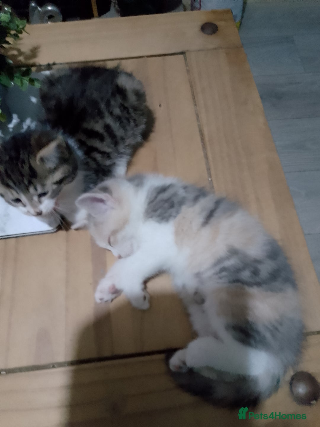 Mixed Breed cats for sale: Beautiful hand reared kittens  - Image 7