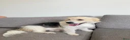 Mixed Breed dogs for adoption: Angel (Canan) – Could You Be Her Happy Ending? ❤️ - Advert 3