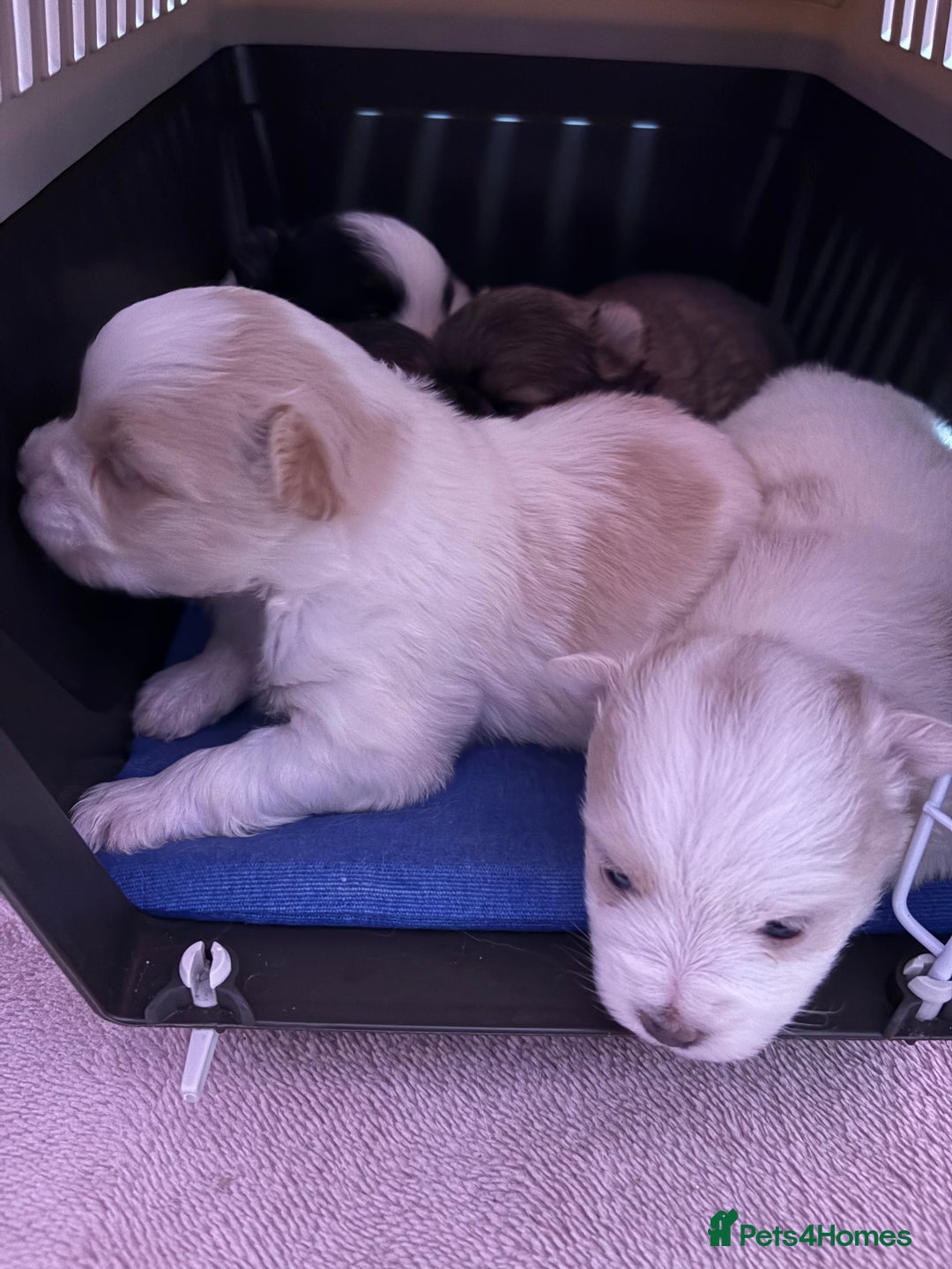 Mixed Breed dogs for sale: Mixed breed puppies - Advert 10