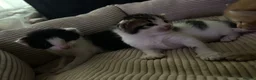 Mixed Breed cats for sale: Beautiful Maine Coon × Ragdoll Mix Kittens - Advert 22