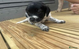 Mixed Breed dogs for sale: Stunning jackapoo x cocapoo puppies - Image 27