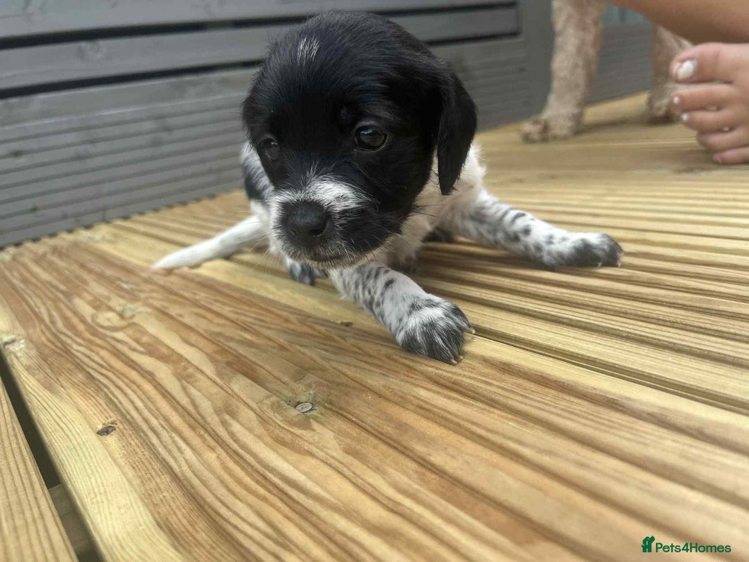 Mixed Breed dogs for sale: Stunning jackapoo x cocapoo puppies - Image 27