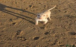 Labradoodle dogs for sale: 8 standard labradoodles, 1 left, beautiful pups in Stourbridge - Image 1