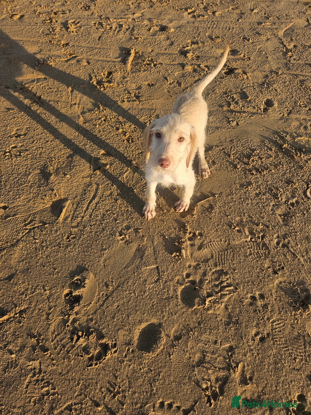 Labradoodle dogs for sale: 8 standard labradoodles, 1 left, beautiful pups in Stourbridge - Image 1