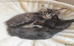 Maine Coon cats for sale: Maine Coon Kittens Polydactyl Russian line - Image 16