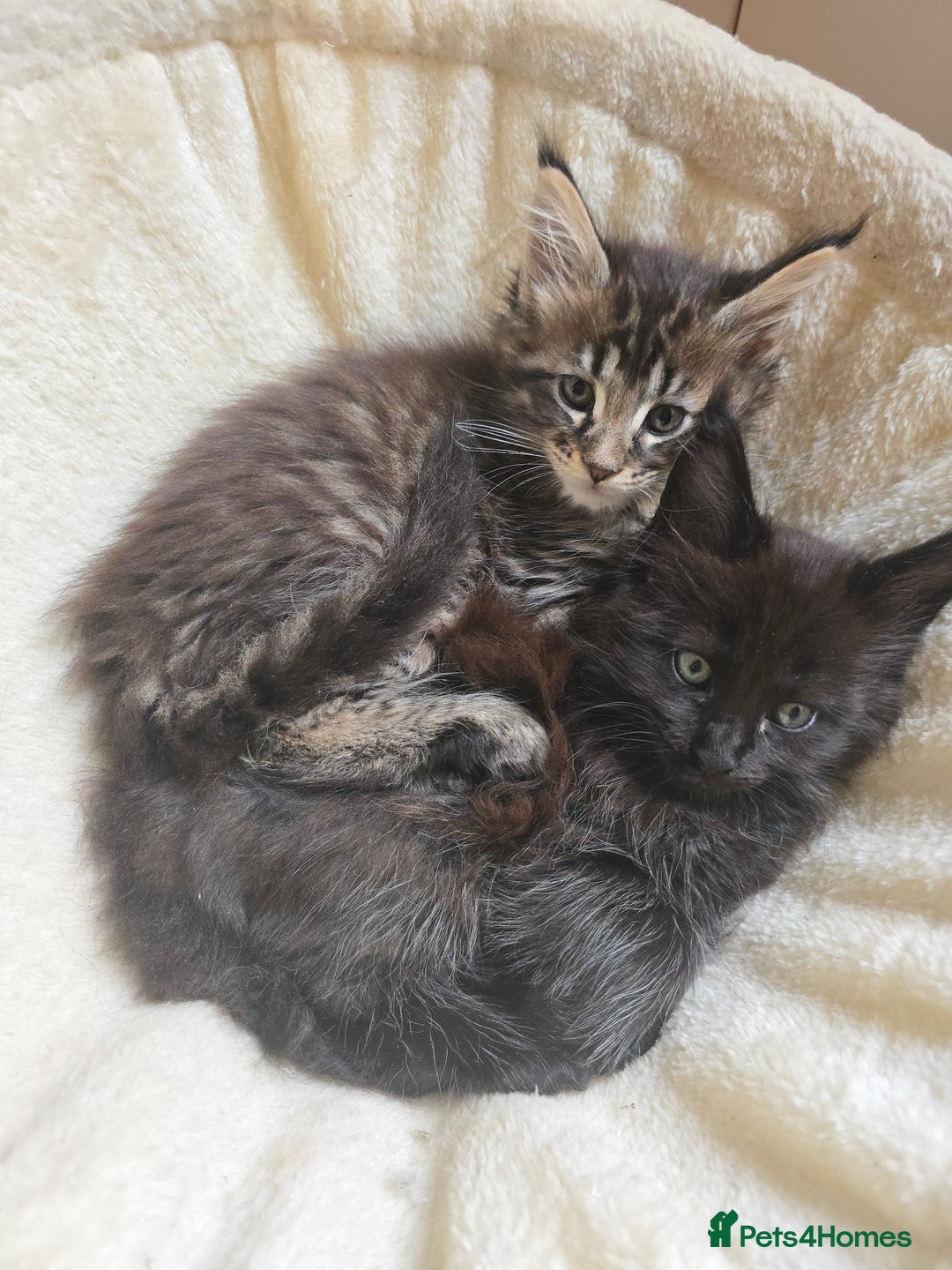 Maine Coon cats for sale: Maine Coon Kittens Polydactyl Russian line - Image 16