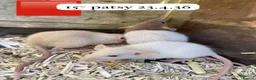Rat rodents for sale: Beautiful full size and dwarf rats  - Advert 16