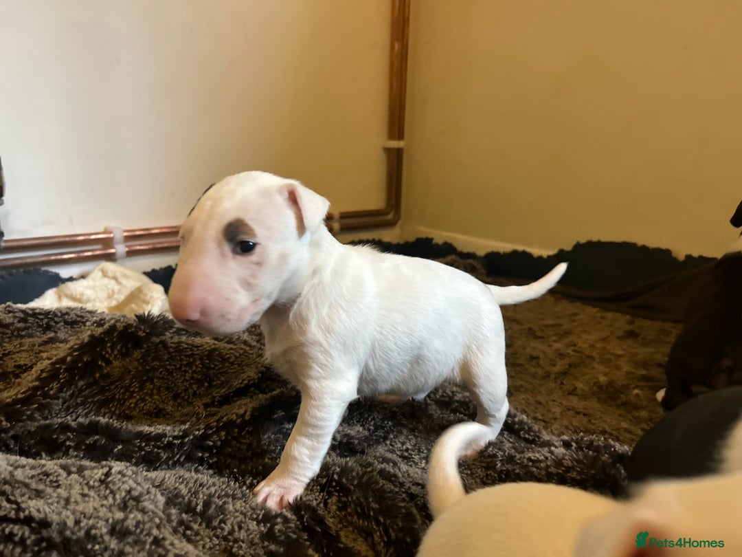 English Bull Terrier dogs for sale: Top Quality Bull Terrier Pups  - Image 9