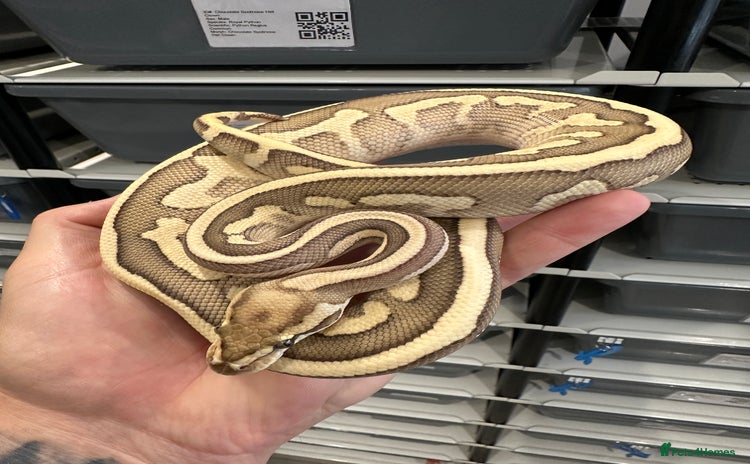 Python Snake reptiles in Peterborough - Advert 17