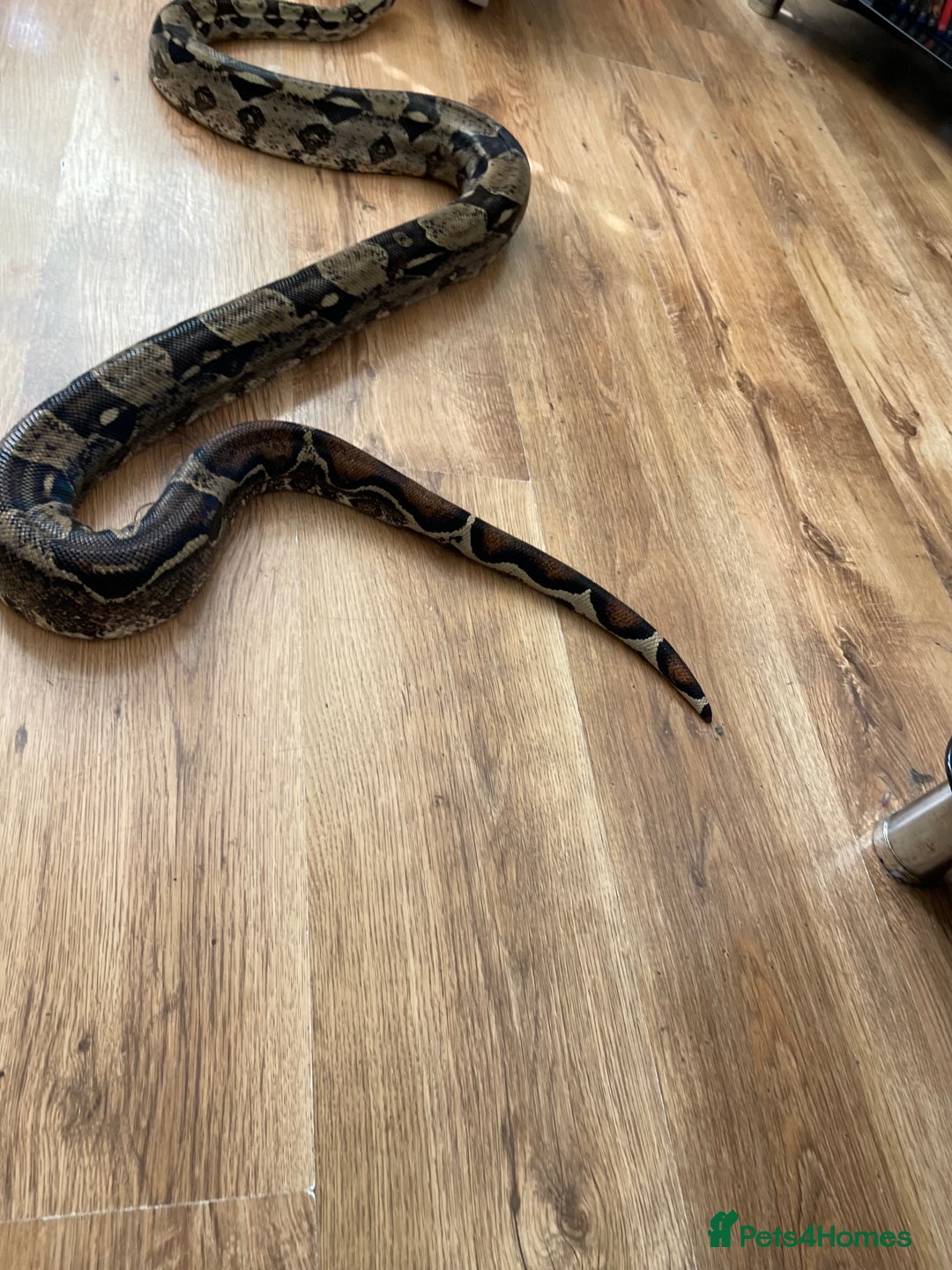 Snake reptiles for sale: Male Boa Constrictor and Custom Vivarium Equipped - Advert 3