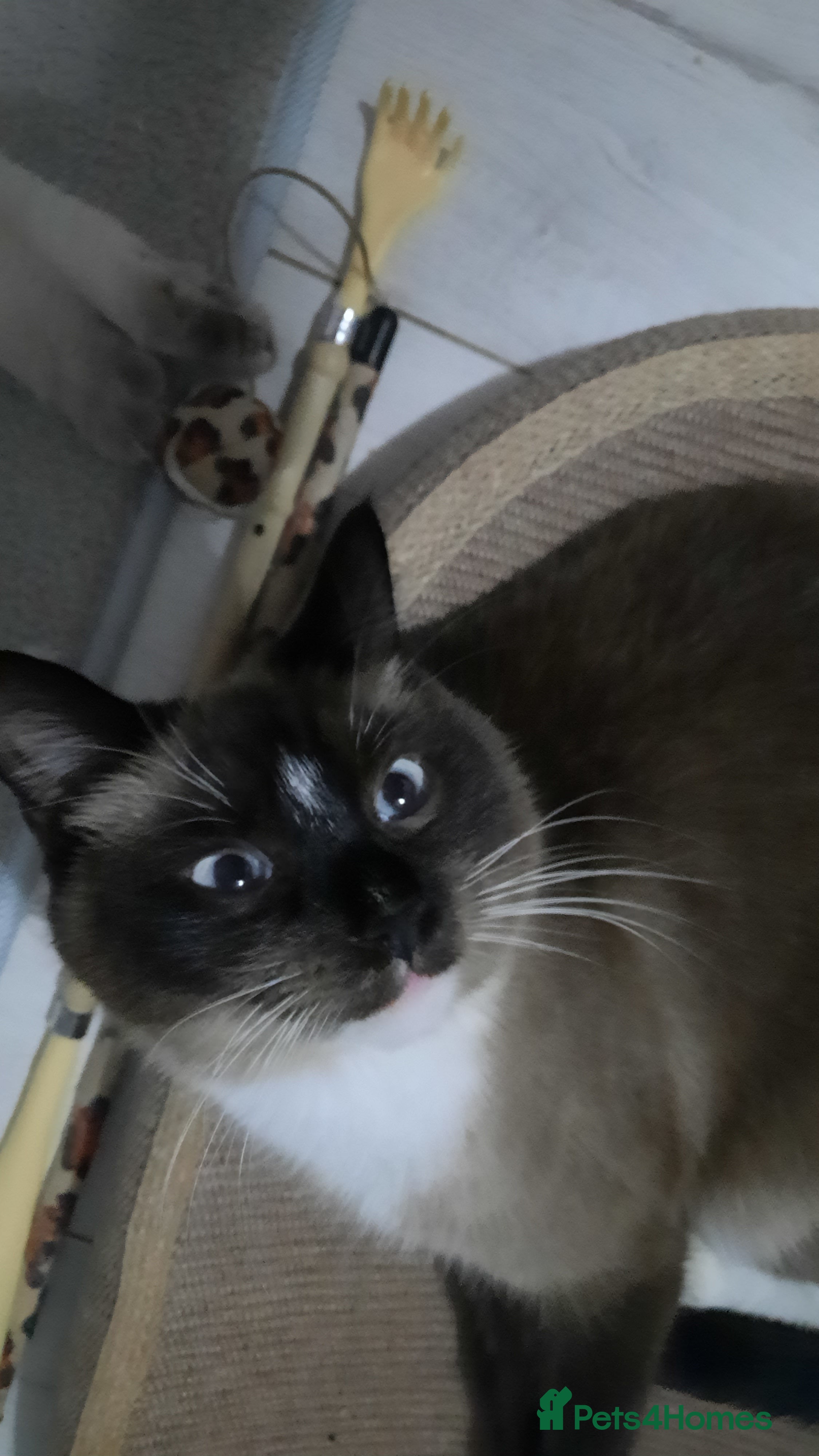 Mixed Breed cats Ragdoll x Persian  - Advert 1