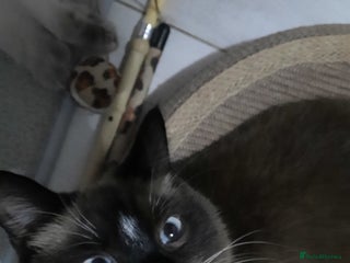 Mixed Breed cats Ragdoll x Persian - Advert 1