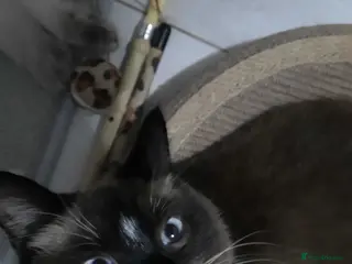 Mixed Breed cats Ragdoll x Persian - Advert 2