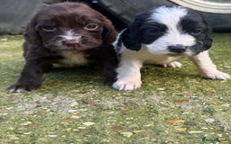 Cocker Spaniel dogs for sale: Coca spanial  - Advert 3