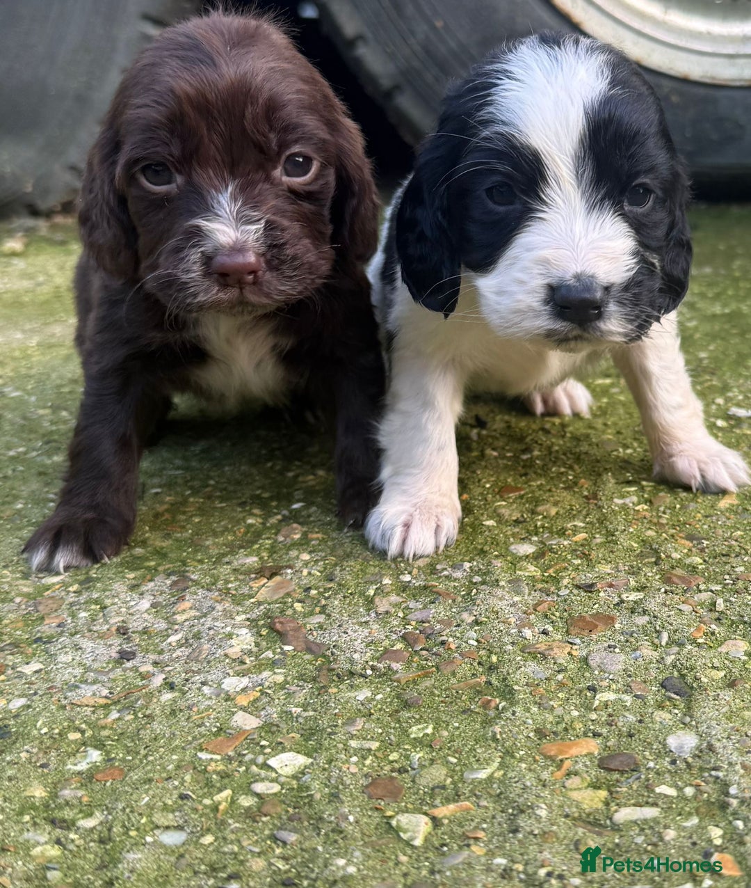 Cocker Spaniel dogs for sale: Coca spanial  - Advert 3