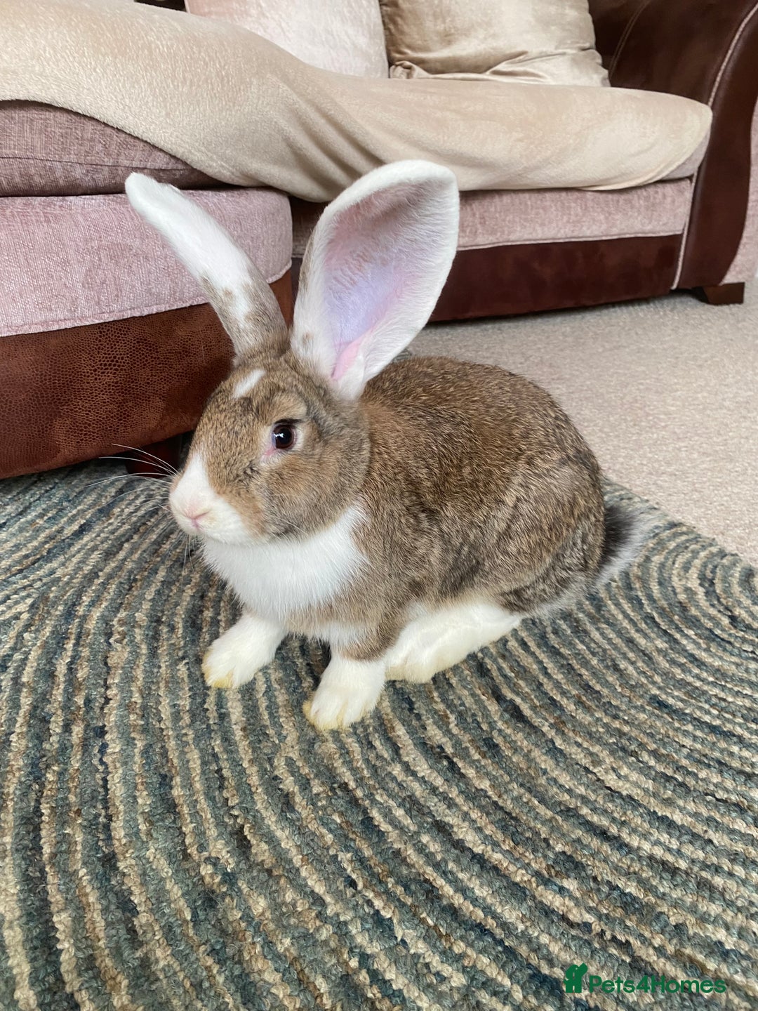 Continental Giant rabbits for sale: Continental giant rabbits  - Image 17